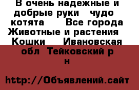 В очень надежные и добрые руки - чудо - котята!!! - Все города Животные и растения » Кошки   . Ивановская обл.,Тейковский р-н